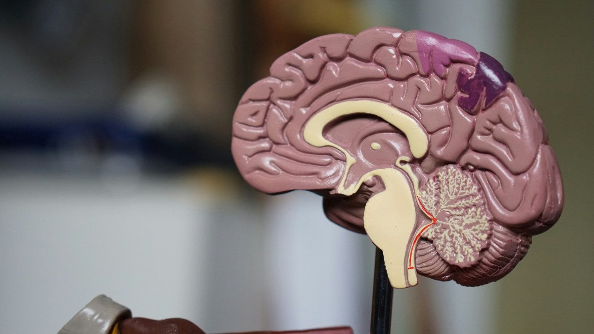 A plasticine brain cut in half, showing the inside.