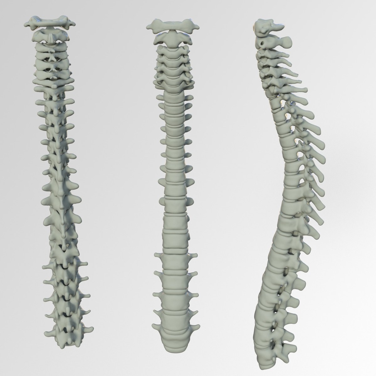 Three views of the spinal cord.